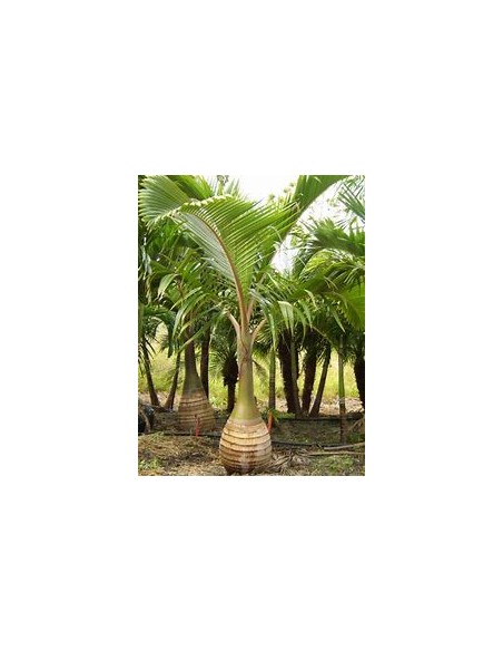Red Bottle Palm or Mascarene Palm (Hyophorbe lagenicaullis) Medium-1 Palm Tree for Sale in Mexico - Online Nursery