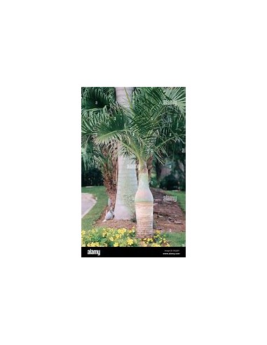 Red Bottle Palm or Mascarene Palm (Hyophorbe...