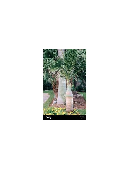 Red Bottle Palm or Mascarene Palm (Hyophorbe lagenicaullis) Medium-1 Palm Tree for Sale in Mexico - Online Nursery