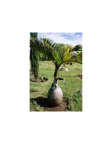 Red Bottle Palm or Mascarene Palm (Hyophorbe...