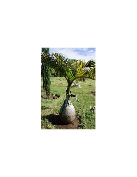 Red Bottle Palm or Mascarene Palm (Hyophorbe lagenicaullis) Medium-1 Palm Tree for Sale in Mexico - Online Nursery