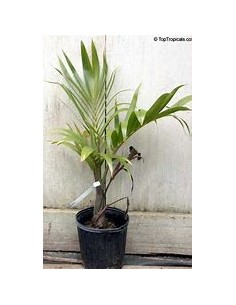 Red Bottle Palm or...