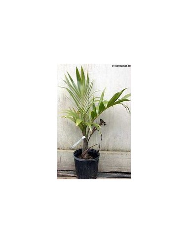 Red Bottle Palm or Mascarene Palm (Hyophorbe lagenicaullis)Small-1 Palm Tree for Sale in Mexico - Online Nursery