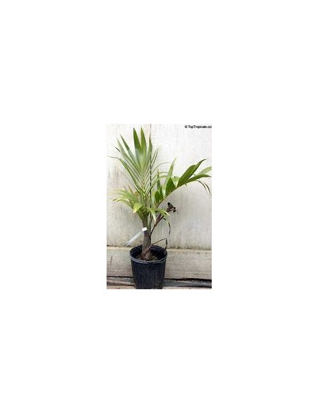 Red Bottle Palm or Mascarene Palm (Hyophorbe lagenicaullis)Small-1 Palm Tree for Sale in Mexico - Online Nursery