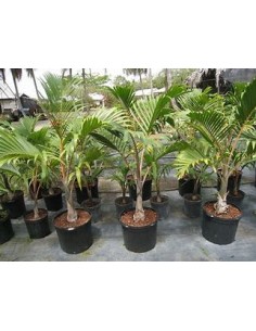 Red Bottle Palm or... 2