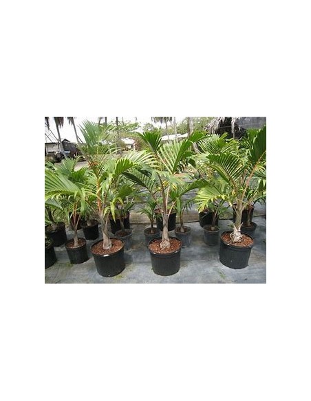 Red Bottle Palm or Mascarene Palm (Hyophorbe lagenicaullis)Small-1 Palm Tree for Sale in Mexico - Online Nursery