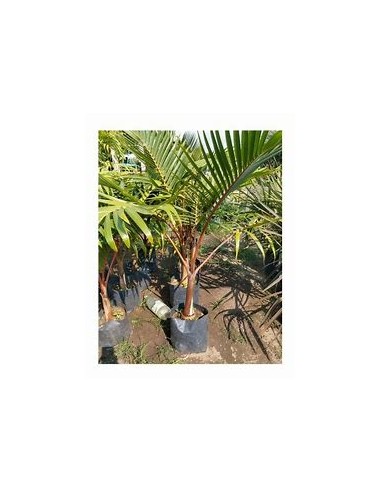 Red Bottle Palm or Mascarene Palm (Hyophorbe...