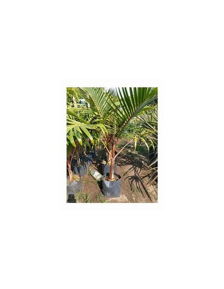 Red Bottle Palm or Mascarene Palm (Hyophorbe lagenicaullis)Small-1 Palm Tree for Sale in Mexico - Online Nursery