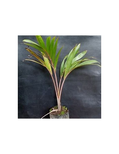 Red Bottle Palm or Mascarene Palm (Hyophorbe...