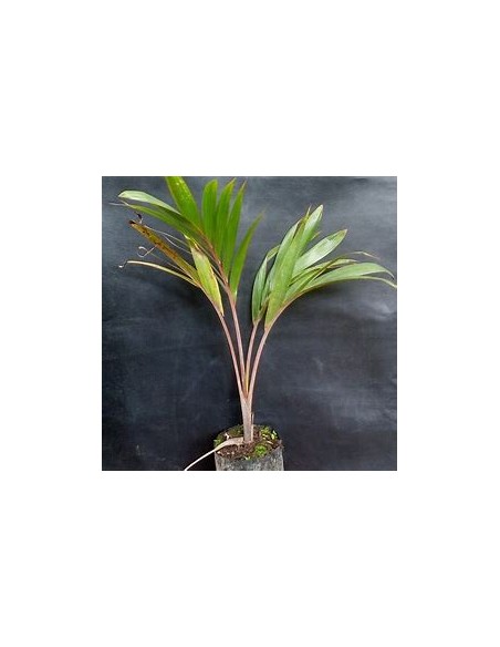 Red Bottle Palm or Mascarene Palm (Hyophorbe lagenicaullis)Small-1 Palm Tree for Sale in Mexico - Online Nursery