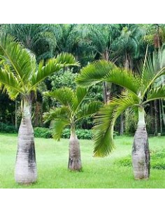 Red Bottle Palm or...