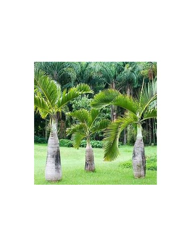 Red Bottle Palm or Mascarene (Hyophorbe lagenicaullis)- big-1 Sapling for Sale in Mexico - Online Nursery
