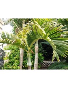 Red Bottle Palm or... 2