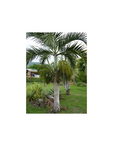 Red Bottle Palm or Mascarene (Hyophorbe...