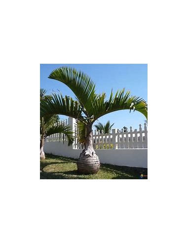 Red Bottle Palm or Mascarene (Hyophorbe...