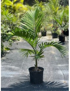 Green bottleneck palm...