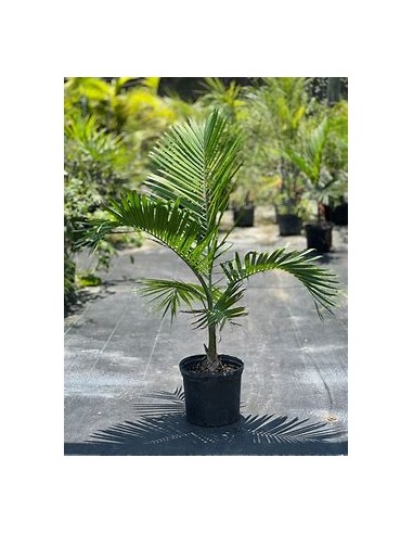 Green bottleneck palm (Gaussia gomez-pompae-) Chicas - 25 cms-1 Palm Tree for Sale in Mexico - Online Nursery