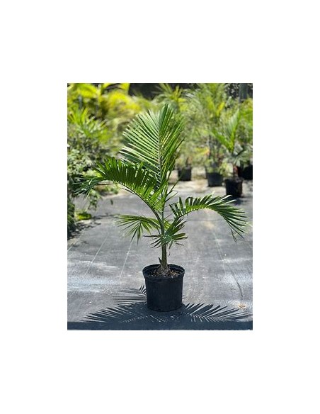 Green bottleneck palm (Gaussia gomez-pompae-) Chicas - 25 cms-1 Palm Tree for Sale in Mexico - Online Nursery