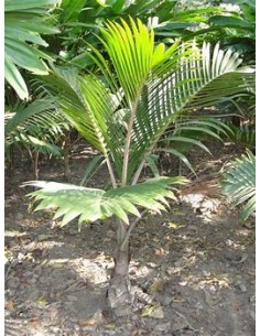 Green bottleneck palm... 2