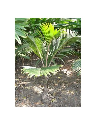 Green bottleneck palm (Gaussia gomez-pompae-)...