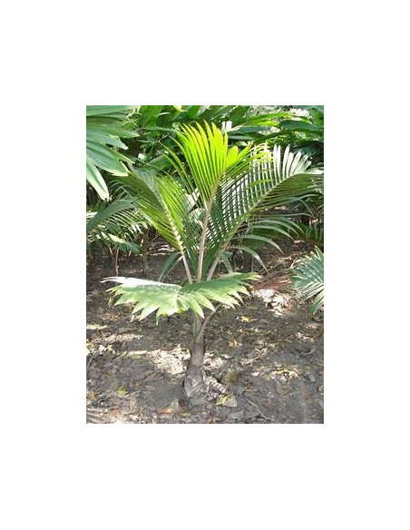 Green bottleneck palm (Gaussia gomez-pompae-) Chicas - 25 cms-1 Palm Tree for Sale in Mexico - Online Nursery