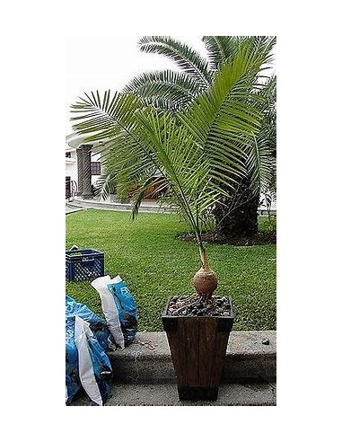 Green bottleneck palm (Gaussia gomez-pompae-)...