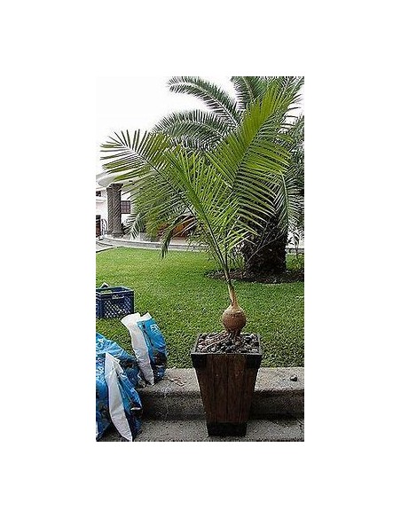 Green bottleneck palm (Gaussia gomez-pompae-) Chicas - 25 cms-1 Palm Tree for Sale in Mexico - Online Nursery