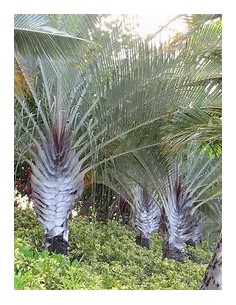 Palma triangular - (Dypsis...