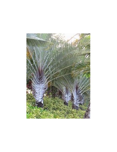 Triangular Palm - (Dypsis dicardyi) 35 cms-1 Palm Tree for Sale in Mexico - Online Nursery