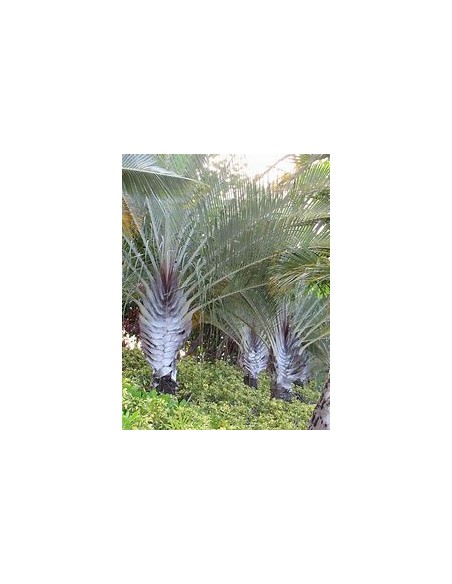 Triangular Palm - (Dypsis dicardyi) 35 cms-1 Palm Tree for Sale in Mexico - Online Nursery