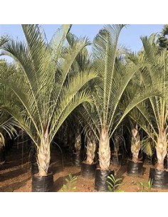 Triangular Palm - (Dypsis... 2