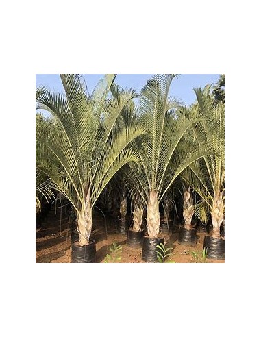 Palma triangular - (Dypsis dicardyi) 35 cms-1...
