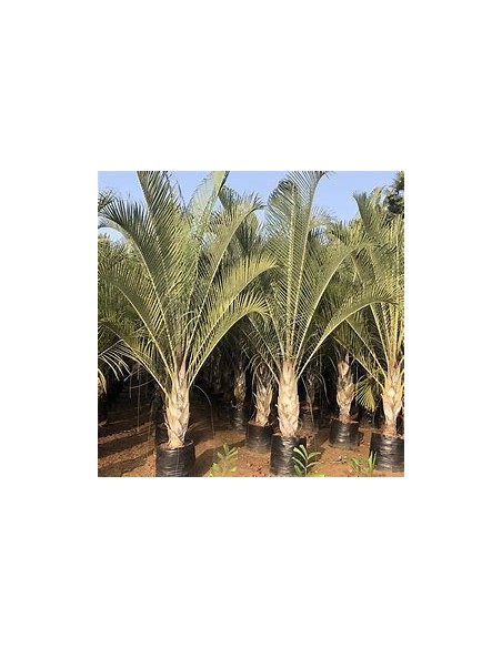 Triangular Palm - (Dypsis dicardyi) 35 cms-1 Palm Tree for Sale in Mexico - Online Nursery