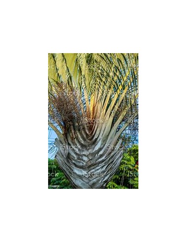 Triangular Palm - (Dypsis dicardyi) 35 cms-1...