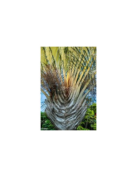 Palma triangular - (Dypsis dicardyi) 35 cms-1 Palmera en Venta en Mexico - Vivero por internet