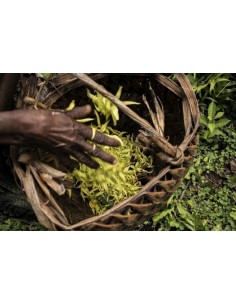1 Ylang ylang (Cananga odorata) Ylan ylan Flores fragantes y llamativas. Annonaceae 2