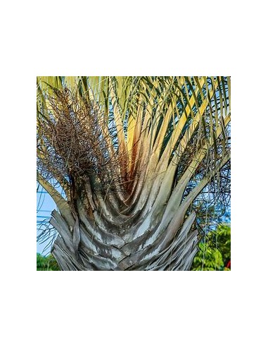 Triangular Palm - (Dypsis dicardyi) 35 cms-1...