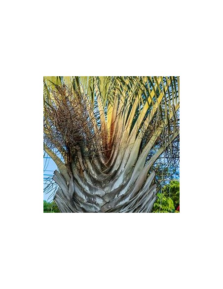Palma triangular - (Dypsis dicardyi) 35 cms-1 Palmera en Venta en Mexico - Vivero por internet
