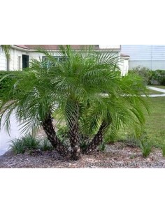 Robelina Palm (Phoenix...