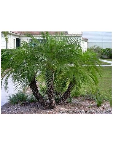Robelina Palm (Phoenix roebelenii)-40 cms-1 Palm Tree for Sale in Mexico - Online Nursery
