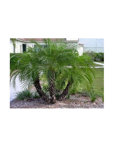 Palma robelina (Phoenix roebelenii)-40 cms-1 Palmera en Venta en Mexico - Vivero por internet