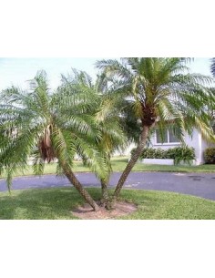 Robelina Palm (Phoenix... 2