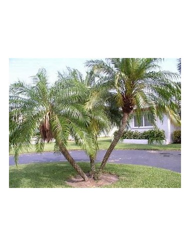 Palma robelina (Phoenix roebelenii)-40 cms-1...