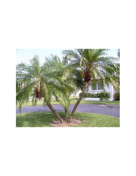 Robelina Palm (Phoenix roebelenii)-40 cms-1 Palm Tree for Sale in Mexico - Online Nursery