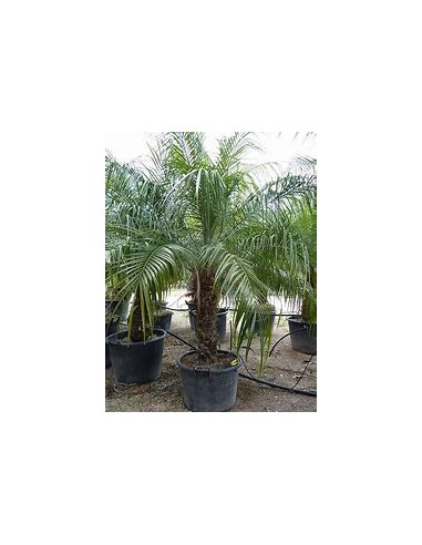 Robelina Palm (Phoenix roebelenii)-40 cms-1...