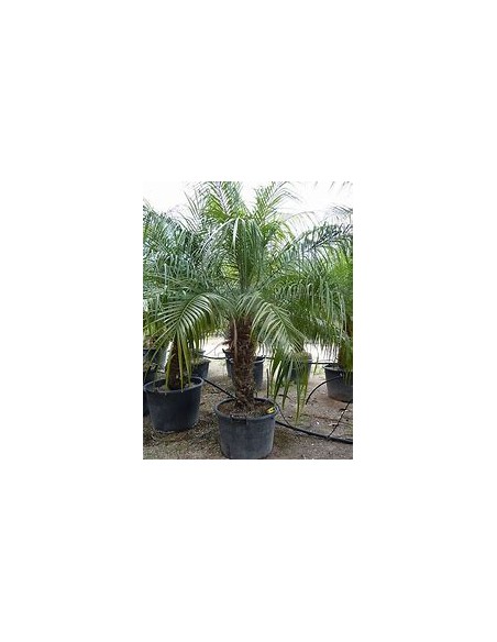 Robelina Palm (Phoenix roebelenii)-40 cms-1 Palm Tree for Sale in Mexico - Online Nursery