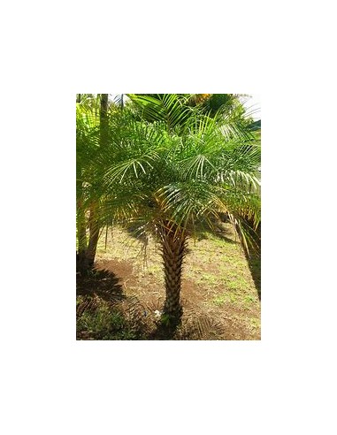 Robelina Palm (Phoenix roebelenii)-40 cms-1...