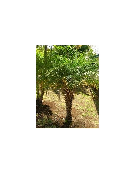 Palma robelina (Phoenix roebelenii)-40 cms-1 Palmera en Venta en Mexico - Vivero por internet