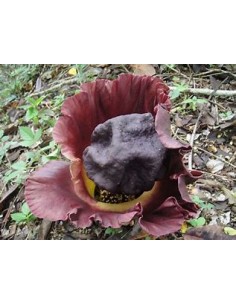 Patata de Telinga...