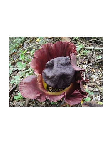 Patata de Telinga (Amorphopallus Paeoniifolius)-20cms-1 Planta en Venta en Mexico - Vivero por internet